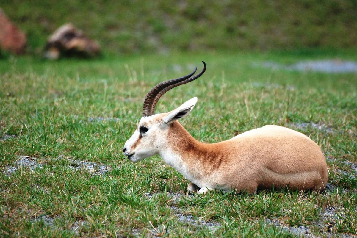 Kish-Protected-Area-Persian-Gazelle